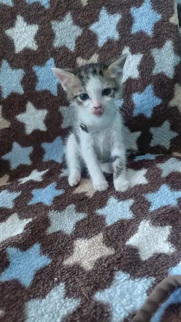 Adoptable Cat