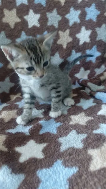 Adoptable Cat