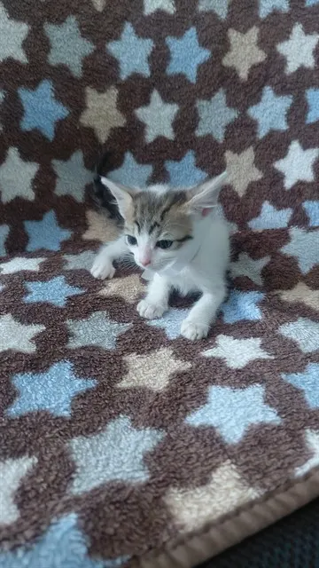 Adoptable Cat