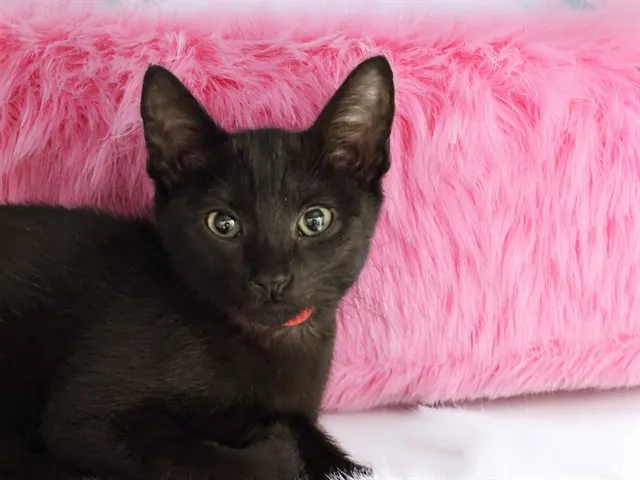 Kuromi