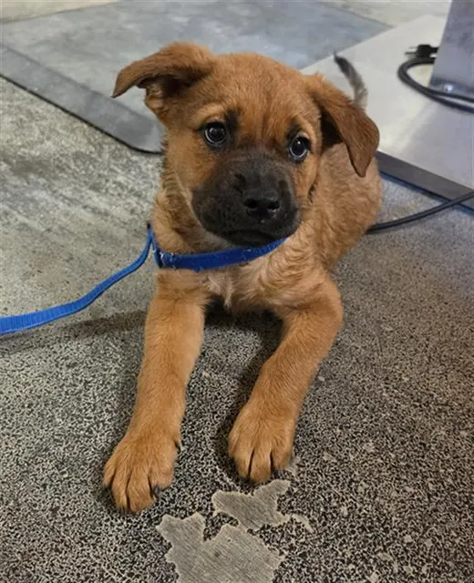 Adoptable Dog