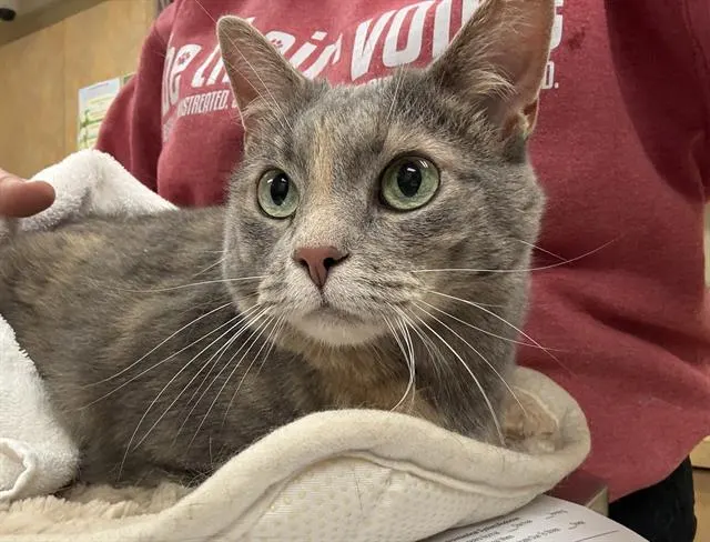 Kitty Princess