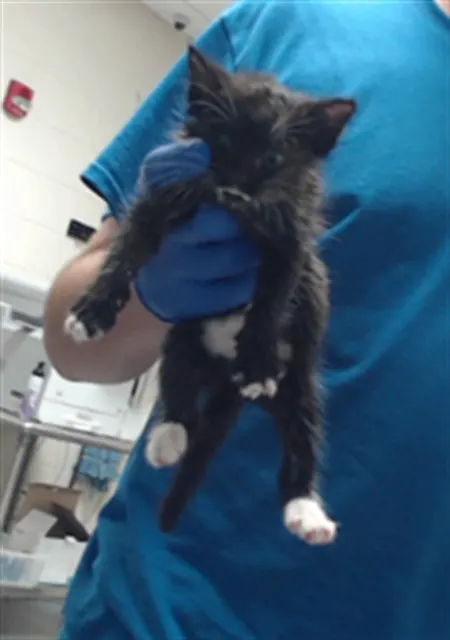 Adoptable Cat