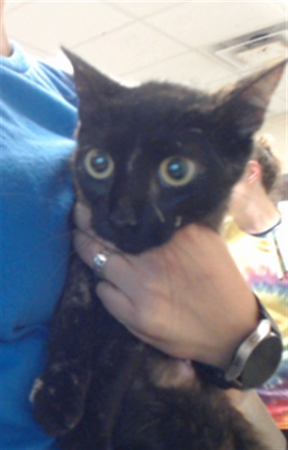 Adoptable Cat