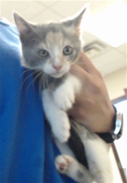 Adoptable Cat
