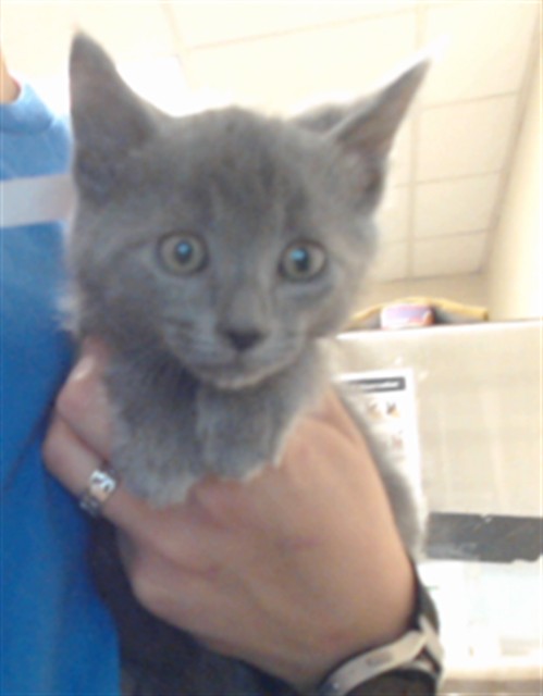 Adoptable Cat
