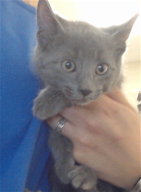 Adoptable Cat