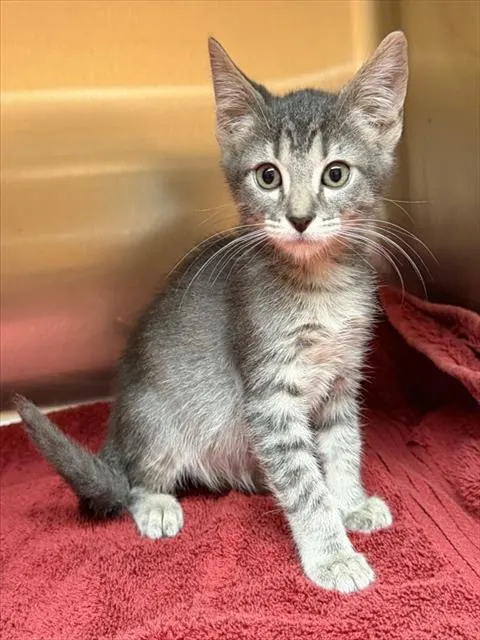 Nigel