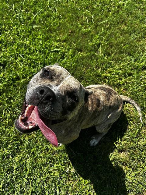 Tasha