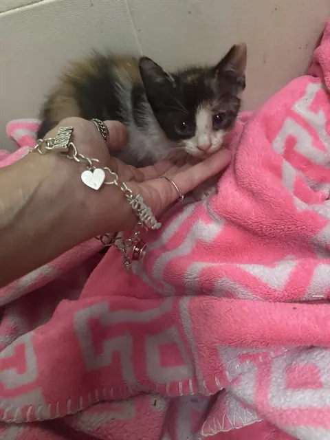Chloe