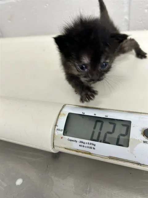 Adoptable Cat