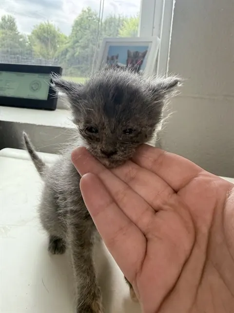 Adoptable Cat