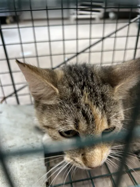 Adoptable Cat