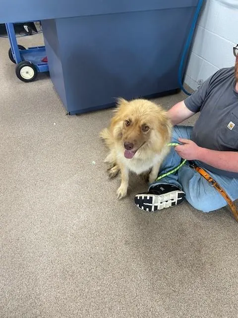 Adoptable Dog