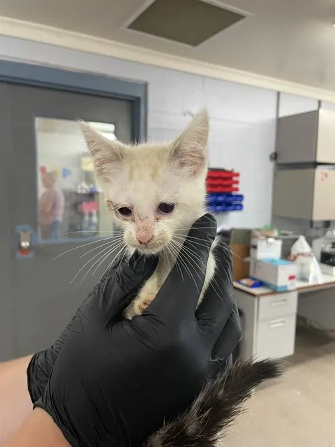 Adoptable Cat