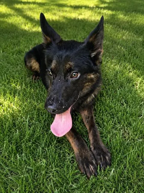 Adoptable Dog