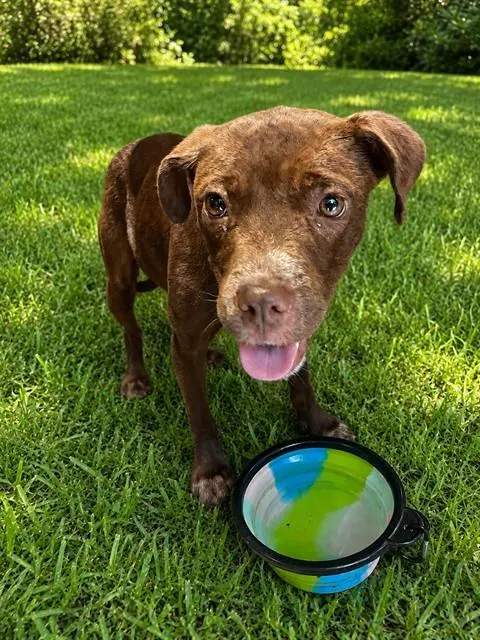 Adoptable Dog