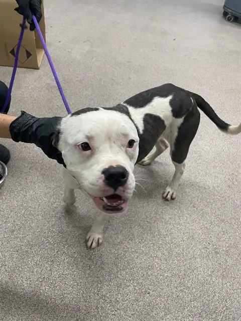 Adoptable Dog