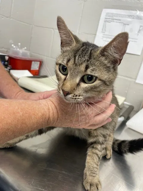 Adoptable Cat