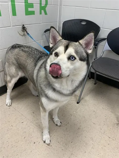 Adoptable Dog