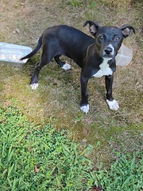 Adoptable Dog