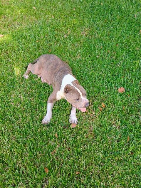 Adoptable Dog