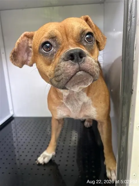 Adoptable Dog