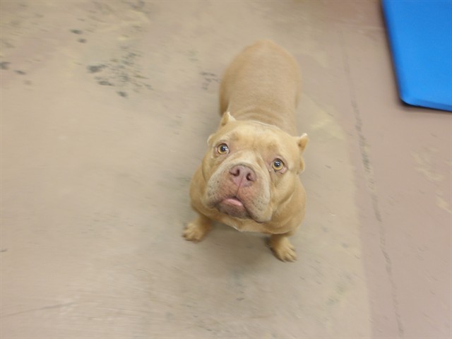 Adoptable Dog