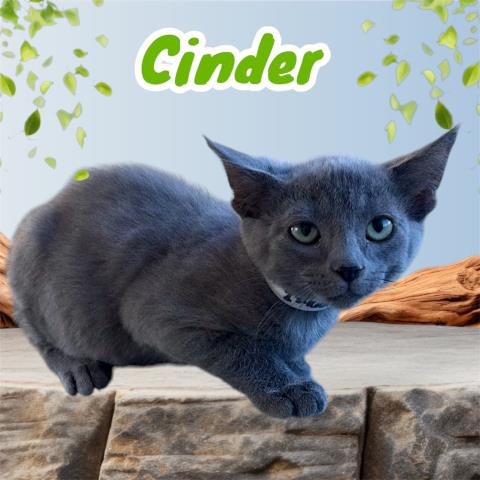 *Cinder