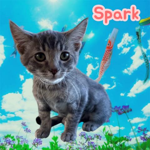 *Spark