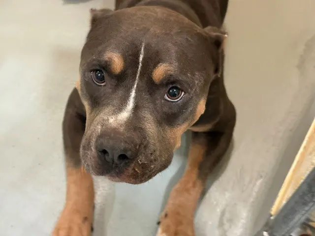 Porter