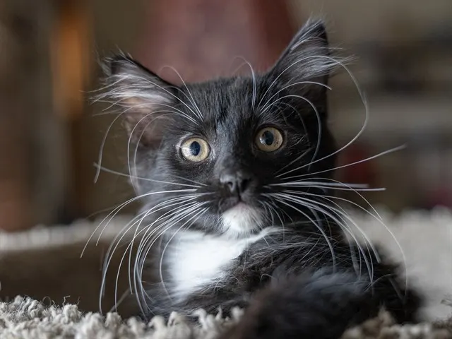 Maggie