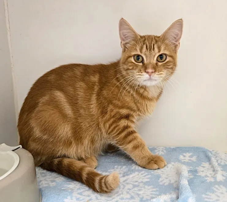 Garfield