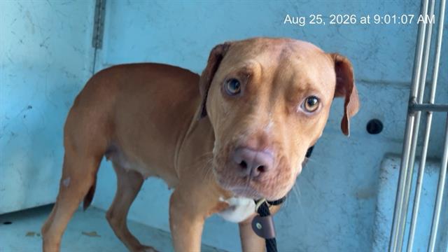 Adoptable Dog