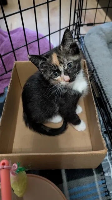 Adoptable Cat