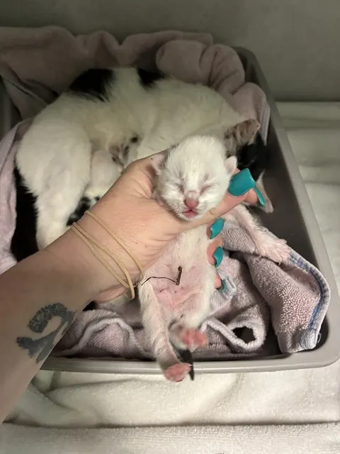 Kitten 3