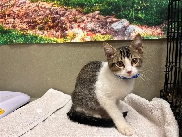 Adoptable Cat