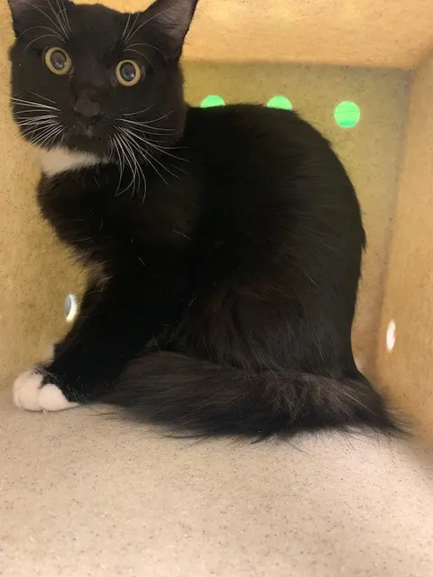 Adoptable Cat