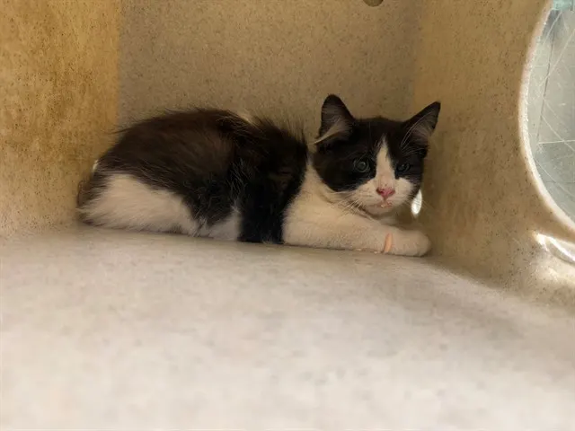 Adoptable Cat
