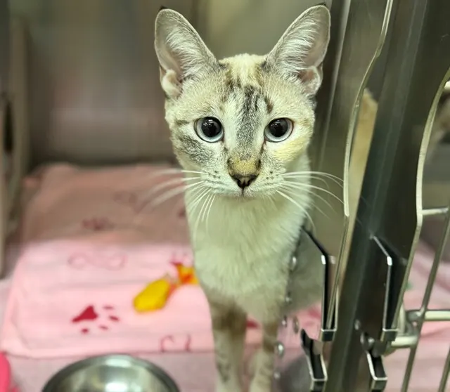 Adoptable Cat
