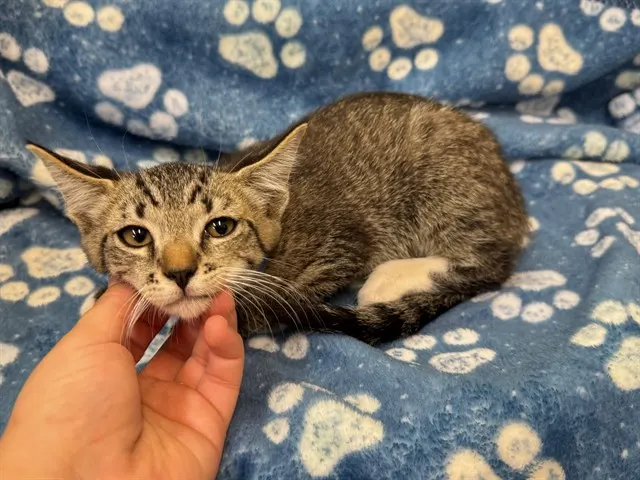 Adoptable Cat