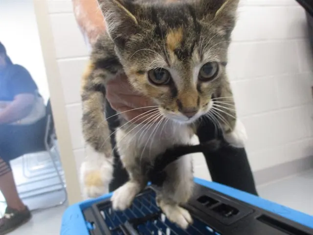 Adoptable Cat