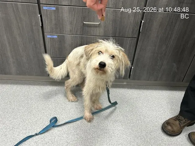 Adoptable Dog