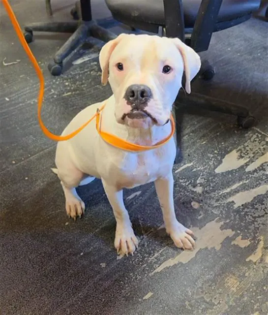 Adoptable Dog