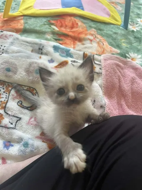 Delilah - Adoption Pending