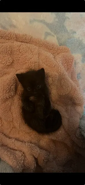 Beans - Adoption Pending