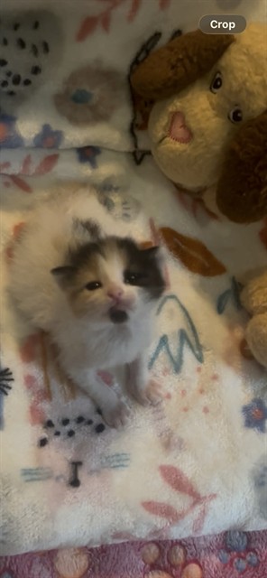 Peeka - Adoption Pending