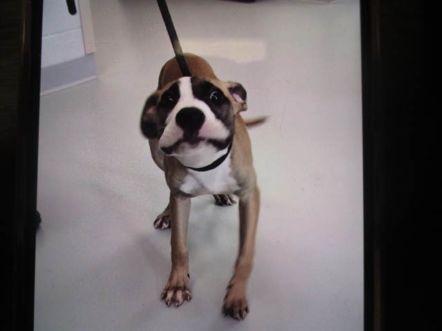 Adoptable Dog