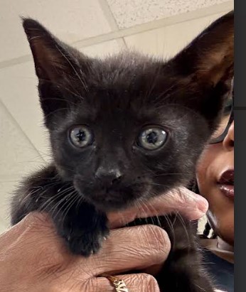 Bagheera
