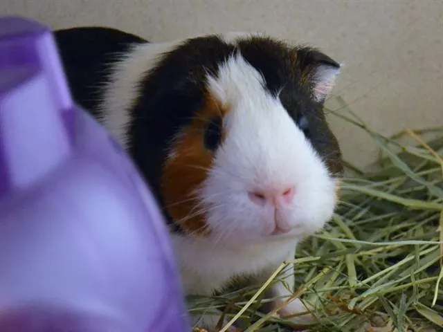 Peanut